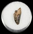Partial Serrated Tyrannosaurid Tooth Tip - T-Rex #4425-1